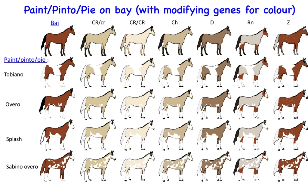 equine color calculator